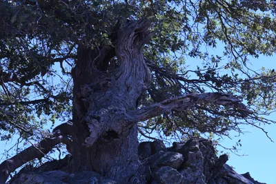 DSC_2241 (Large).JPG